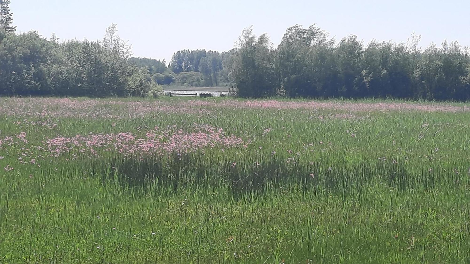 Chalet Trigano 1-6 Pers- 3 Slaapk- 2 Badk- Berging- Inchecken Al Vanaf 13 Uur Lauwersoog Bagian luar foto